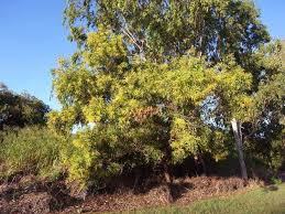 Image result for Acacia auriculiformis