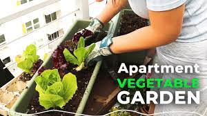 In the vegetable gardening for beginners guide, we cover how to start a vegetable garden from scratch, which vegetables to grow, and when to plant what. Balcony Gardening Growing My Own Vegetables In My Apartment Patio Jolene Foliage Youtube