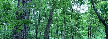 We did not find results for: Forestry