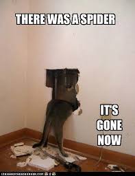 There Was A Spider Cats Funny Cats Funny Cat Pictures