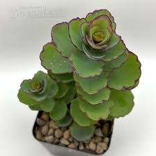 Image result for Aulacocalyx laxiflora