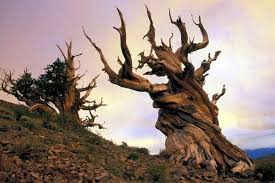 Methuselah Is The Oldest Tree In The World At 4 848 Year Old A Great Basin Bristlecone Pine Tree Growing High In Bristlecone Pine Ancient Tree Beautiful Tree