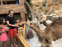 In the battle pet collection achievements category. Goodyfoodies Feeding The Camels Lost World Of Tambun Ipoh Malaysia