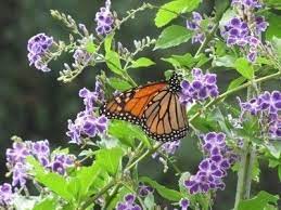 Duranta Flowering Plant Care Tips For Growing Duranta Plants Plants Planting Flowers Inside Plants
