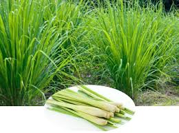 Tanaman sereh wangi adalah tanaman yang menghasilkan atsiri dan mempunyai peranan penting untuk kesehatan serta mengatasi berbagai penyakit. Serai Wangi Berkhasiat Untuk Kesihatan Dan Banyak Manfaatnya