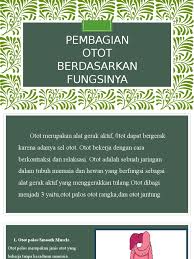 Panjangnya kurang dari 1 milimeter, stapedius mengendalikan getaran tulang terkecil dalam tubuh, yaitu stape. Presentasio Otot