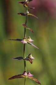 Image result for Scutellaria schweinfurthii