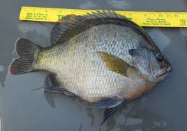 The Truth About Coppernose Bluegill In Tennessee Ponds