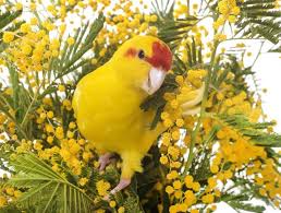 Can you buy a rabbit at petsmart? Buying Parakeets At Petsmart 5 Things To Know Before You Buy Embora Pets