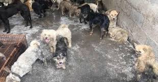 Les conditions d'élevage des chiens vendus lors du festival. 62 Chiens Sauves D Une Mort Certaine Lors Du Festival De La Viande De Chien A Yulin Sauvetage Wamiz