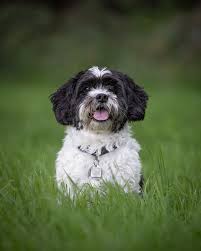 Black And White Havanese Puppy Names Happy Tails Nemo And Jasper In Calgary Dog Photograph Dog Tags Dogs