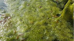 The easiest way to clean algae from the top of a pond is simply lifting it up and off. What Is Pond Scum And How To Get Rid Of Floating Scum For Good