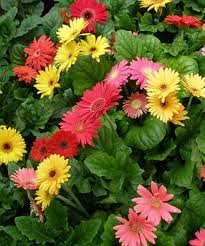 Gerbera Daisies Bunga Daisy Menanam Anggrek