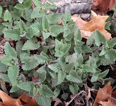 May 07, 2019 · ideally, you should plant catmint in a sunny location, but it can also tolerate partial shade. Catmints And Catnip Which Is Purrfect For Your Garden Umn Extension