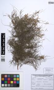 Image result for Cupressus funebris