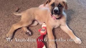 Anatolian Shepherd To 6 Months Old