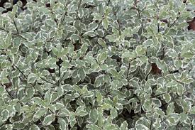 Plantation, maladies, l'eucalyptus le plus résistant au froid ? 7 Super Arbustes Persistants Pour Se Cacher Rapidement