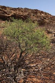 Image result for Euphorbia matabelensis