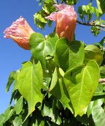 Image result for Thespesia populnea