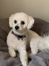Four paws pet resort & day care. Four Paws Pet Hotel And Resort 28 Photos 15 Reviews Pet Boarding 4710 S College Ave Fort Collins Co United States Phone Number Yelp