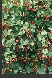 We did not find results for: Berryfruit Boysenberry Incredible Edibles Bringing Your Garden Alive With Fruit