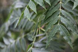 Check spelling or type a new query. Trees For Small Backyards Australia The Tree Shop Your Local Nursery