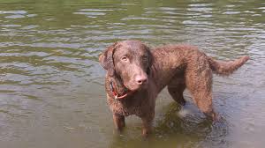 Image result for chesapeake bay retrívr