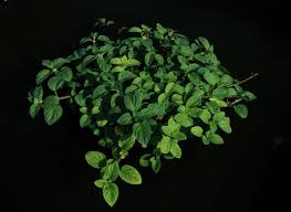 Image result for Mentha aquatica