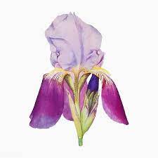 Vintage Iris Flower Illustration Vector Premium Image By Rawpixel Com Flower Illustration Iris Flowers Botanical Illustration