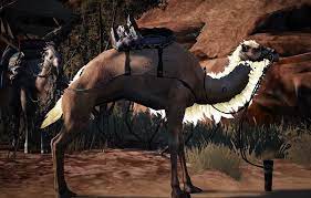 My chances for sprint are very low ! Bdo Fashion Camel Heavy Black Desert Online