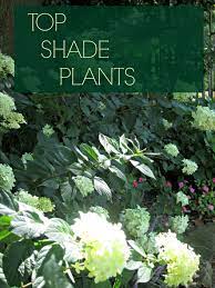 Discover Top Shade Perennials Best Plants For Shade Shade Plants Shade Perennials