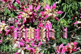 We did not find results for: Flowering Trees In Jammu