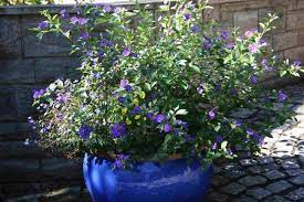 Summer Flowers Part 1 Blue Potato Bush Blue Potatoes Trees To Plant Purple Flowering Bush