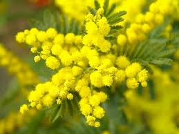 Maybe you would like to learn more about one of these? Top 60 Beautiful Winter Flowers With Names And Pictures Florgeous