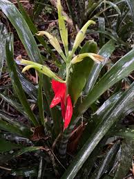 Image result for Laurembergia