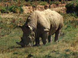 Check 'badak sumbu' translations into english. Rhinoceros Wiktionary