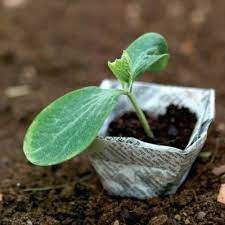 10 Seed-Starting Tips - Finegardening