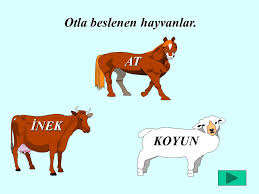 Hazirlayan Cimen Hasgul Ppt Indir