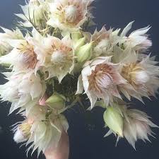 Isibeal Studio Autumn Keller On Instagram Blushing Bride Protea Protea Flower Beautiful Flowers Flower Guide