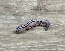 Image result for Oreosyce africana