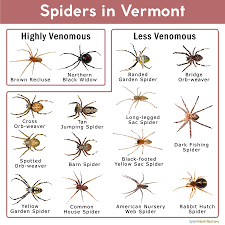 Brown recluse spiders are covered with many fine hairs that give the spider a velvet appearance. Spiders In Vermont List With Pictures