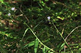 Image result for Aneilema