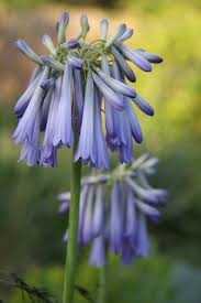 Image result for Agapanthus inapertus