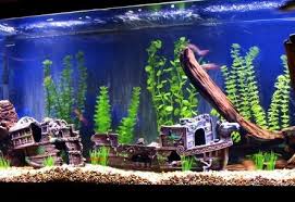 Freshwater Tanks Page 243 Fish Tank Themes Coral Fish Tank Cool Fish Tanks