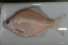 Image result for Kyllinga sphaerocephala