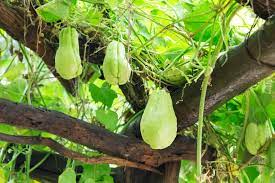 Leave the fruits out on your counter for a few weeks. How To Grow Chayote Tips For Successful Growing