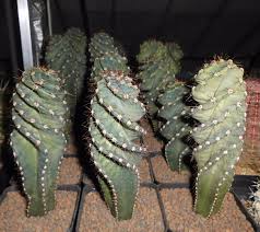 Schraubencereus Cereus Forbesii Schraubencereus Cereus Tortuosus Kakteen Und Sukkulenten Winterharte Kakteen Blumen Pflanzen