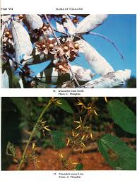 Image result for Triumfetta annua