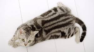 We did not find results for: American Shorthair Cat The Rare American Cat Holidogtimes