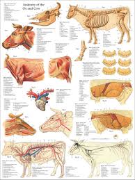 Cow Ox Anatomy Poster Wall Chart 18 X 24 Etsy In 2021 Anatomy Large Animal Vet Skeletal Muscle Anatomy